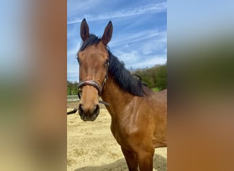 Westphalien, Jument, 2 Ans, 165 cm, Bai cerise