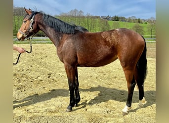 Westphalien, Jument, 2 Ans, 167 cm, Bai