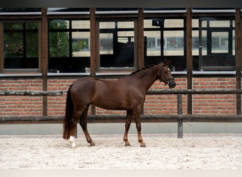 Westphalien, Jument, 2 Ans, 168 cm, Alezan brûlé
