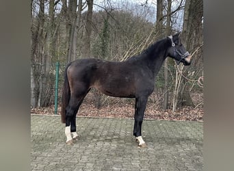 Westphalien, Jument, 2 Ans, 168 cm, Bai brun