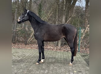 Westphalien, Jument, 2 Ans, 168 cm, Bai brun