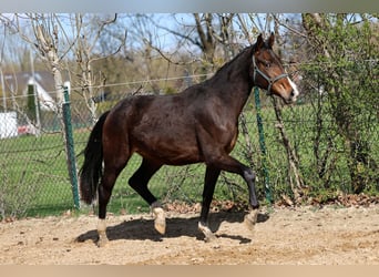 Westphalien, Jument, 2 Ans, 168 cm, Bai