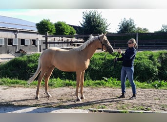 Westphalien, Jument, 2 Ans, 168 cm, Palomino