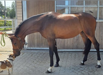 Westphalien, Jument, 2 Ans, 172 cm, Bai brun