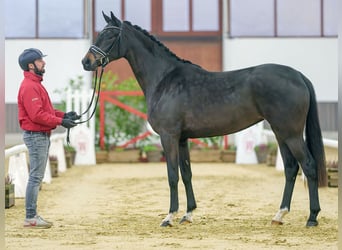 Westphalien, Jument, 2 Ans, Bai brun foncé