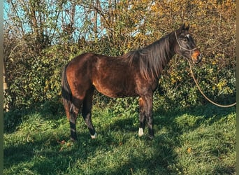 Westphalien, Jument, 2 Ans