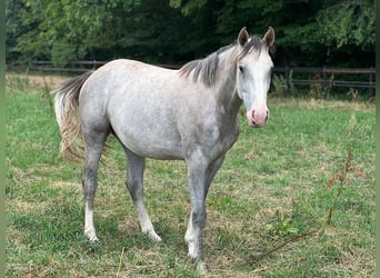 Westphalien, Jument, 2 Ans, Gris