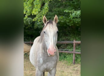 Westphalien, Jument, 2 Ans, Gris