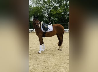 Westphalien, Jument, 3 Ans, 160 cm, Alezan