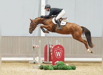 Westphalien, Jument, 3 Ans, 161 cm, Alezan