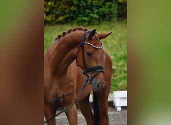 Westphalien, Jument, 3 Ans, 162 cm, Alezan
