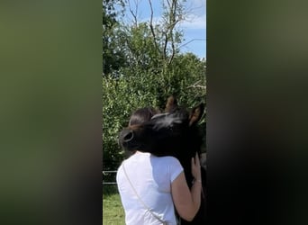 Westphalien, Jument, 3 Ans, 162 cm, Bai brun