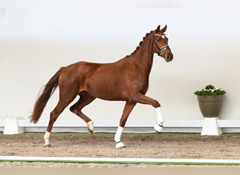 Westphalien, Jument, 3 Ans, 163 cm, Alezan