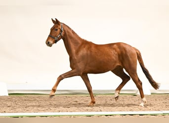 Westphalien, Jument, 3 Ans, 163 cm, Alezan