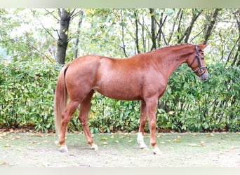Westphalien, Jument, 3 Ans, 164 cm, Alezan
