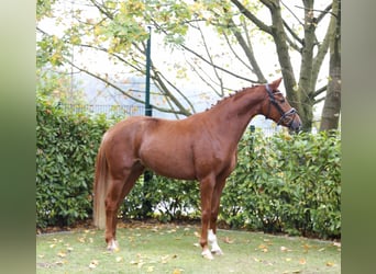 Westphalien, Jument, 3 Ans, 164 cm, Alezan