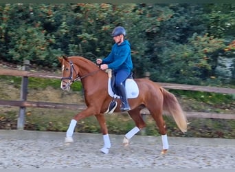 Westphalien, Jument, 3 Ans, 164 cm, Alezan