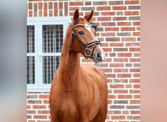 Westphalien, Jument, 3 Ans, 164 cm, Alezan