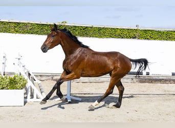 Westphalien, Jument, 3 Ans, 164 cm, Bai cerise