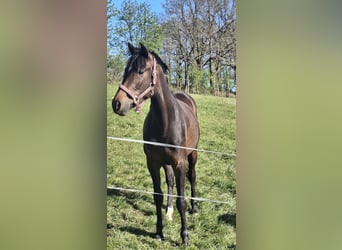 Westphalien, Jument, 3 Ans, 164 cm, Bai