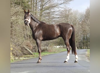 Westphalien, Jument, 3 Ans, 165 cm, Alezan brûlé