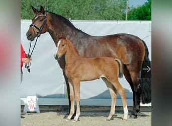 Westphalien, Jument, 3 Ans, 165 cm, Bai
