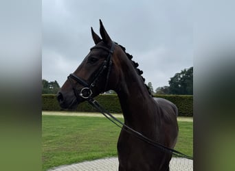 Westphalien, Jument, 3 Ans, 165 cm, Bai