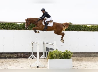 Westphalien, Jument, 3 Ans, 165 cm