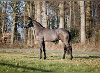 Westphalien, Jument, 3 Ans, 165 cm, Gris noir