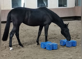 Westphalien, Jument, 3 Ans, 165 cm, Noir