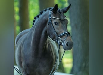 Westphalien, Jument, 3 Ans, 166 cm, Bai