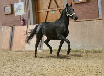 Westphalien, Jument, 3 Ans, 166 cm, Noir