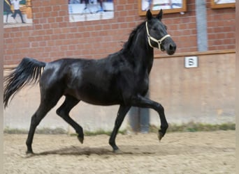 Westphalien, Jument, 3 Ans, 166 cm, Noir