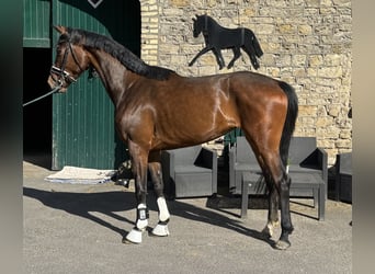 Westphalien, Jument, 3 Ans, 167 cm, Bai