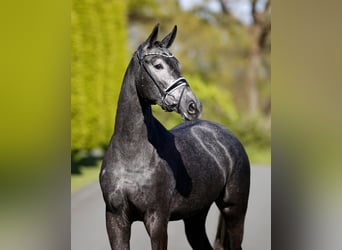 Westphalien, Jument, 3 Ans, 167 cm, Gris noir