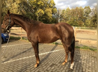 Westphalien, Jument, 3 Ans, 168 cm, Alezan brûlé