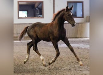 Westphalien, Jument, 3 Ans, 168 cm, Alezan brûlé