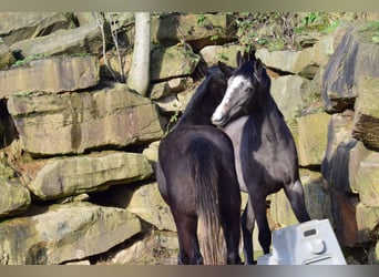 Westphalien, Jument, 3 Ans, 168 cm, Gris