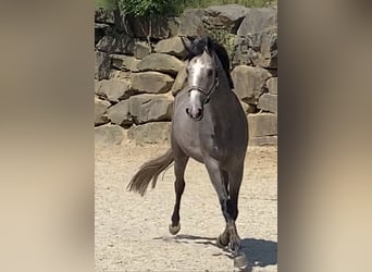 Westphalien, Jument, 3 Ans, 168 cm, Gris