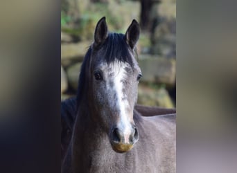 Westphalien, Jument, 3 Ans, 168 cm, Gris