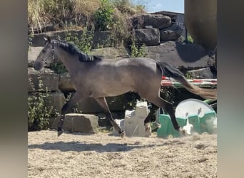 Westphalien, Jument, 3 Ans, 168 cm, Gris