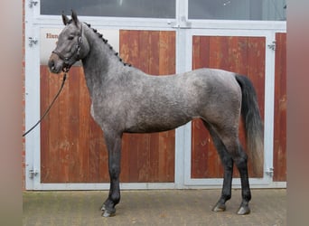 Westphalien, Jument, 3 Ans, 168 cm, Gris