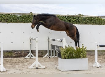 Westphalien, Jument, 3 Ans, 169 cm, Bai