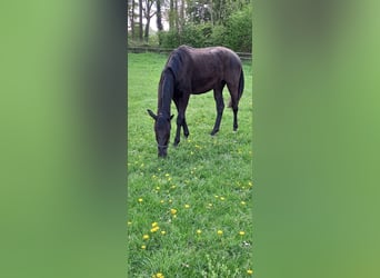 Westphalien, Jument, 3 Ans, 169 cm, Noir