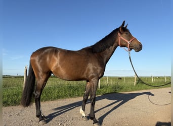 Westphalien, Jument, 3 Ans, 170 cm, Bai brun