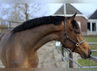 Westphalien, Jument, 3 Ans, 172 cm, Bai