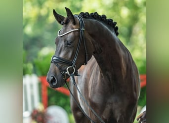 Westphalien, Jument, 3 Ans, 172 cm, Bai