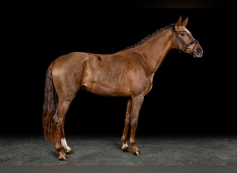 Westphalien, Jument, 3 Ans, Alezan brûlé