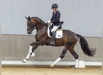 Westphalien, Jument, 3 Ans, Bai brun