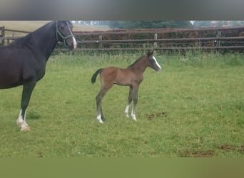 Westphalien, Jument, 3 Ans, Gris